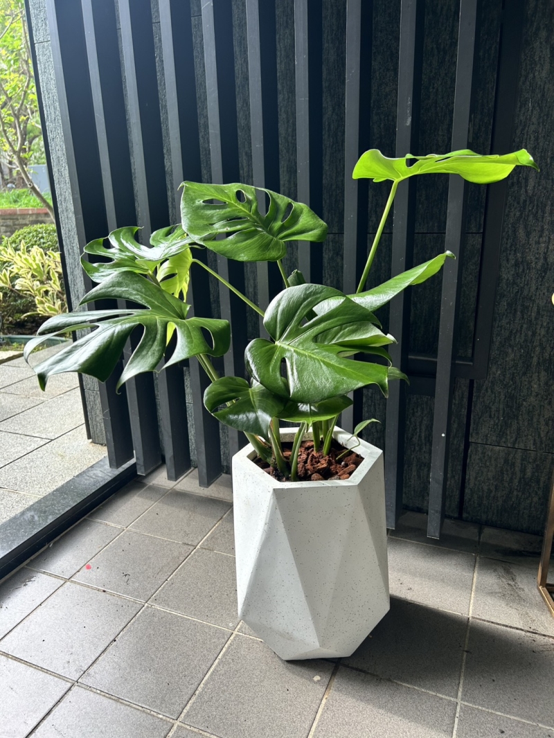 綠植租售